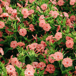 Mirabilis jalapa 'Salmon Sunset'-Angelo