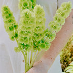 Moluccella laevis-Angelo