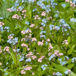 Myosotis alpestris 'mixed'-Angelo