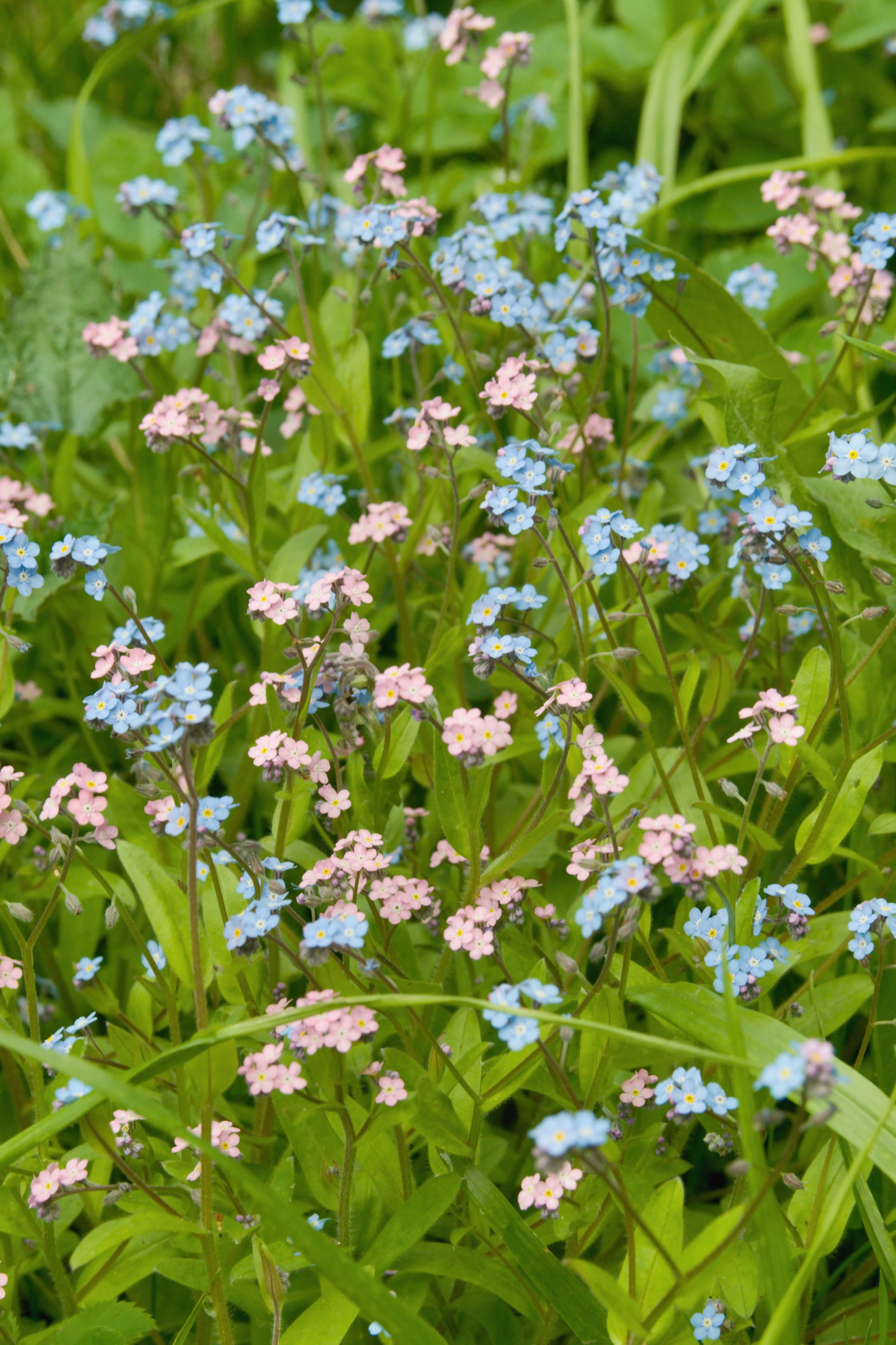 Myosotis alpestris 'mixed'-Angelo