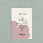 Nicotiana langsdorfii 'bronze queen'-Angelo