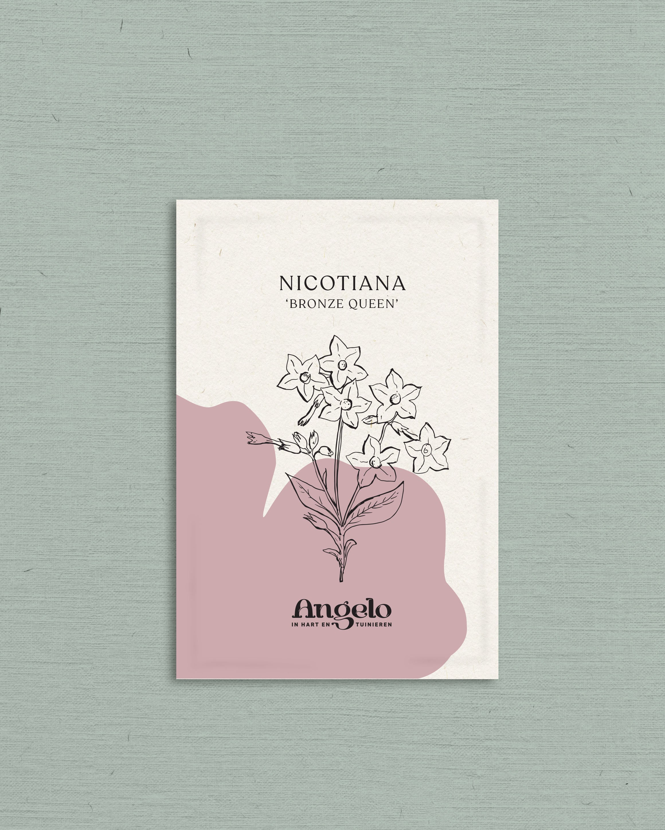 Nicotiana langsdorfii 'bronze queen'-Angelo