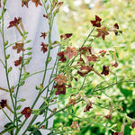 Nicotiana langsdorfii 'bronze queen'-Angelo