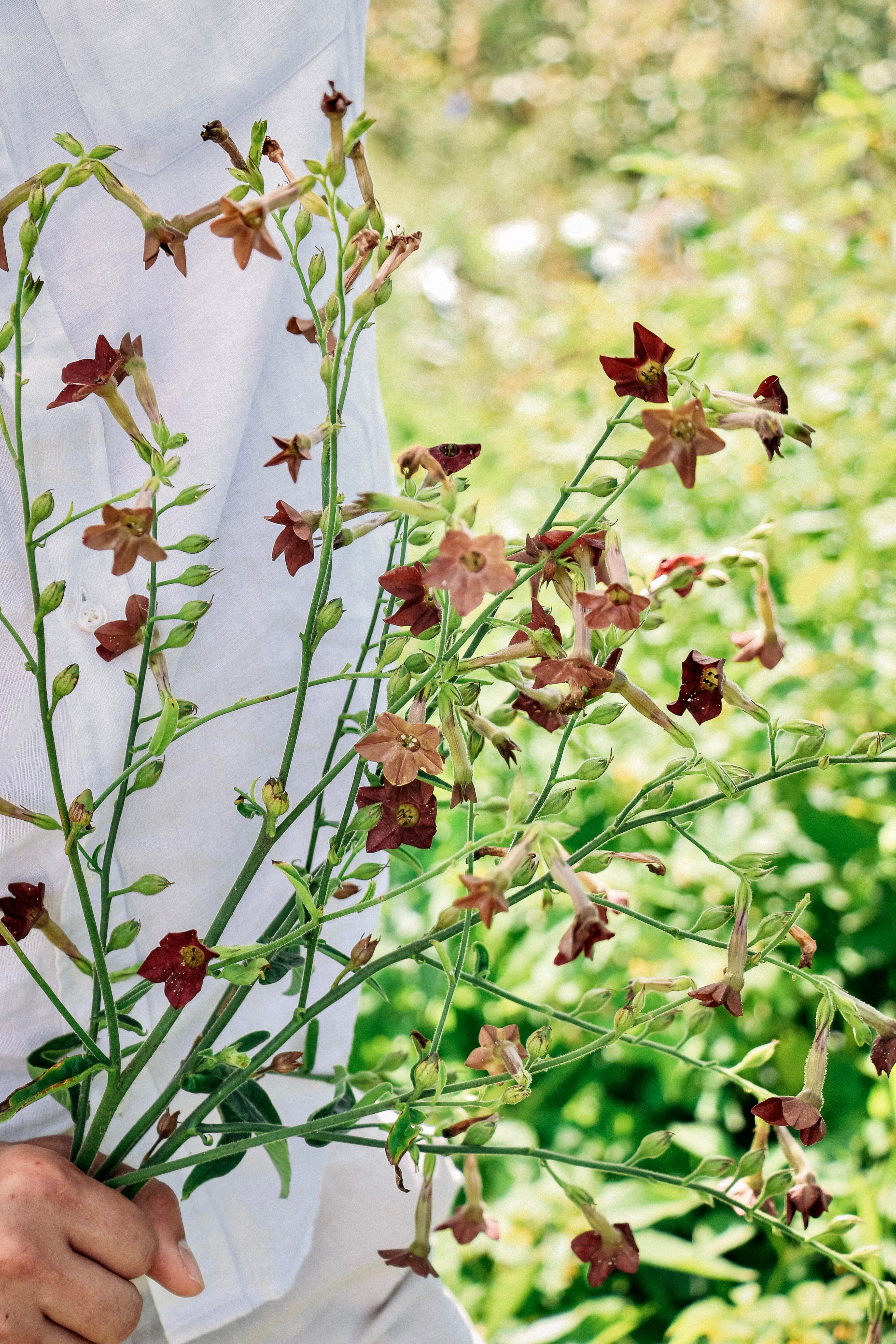 Nicotiana langsdorfii 'bronze queen'-Angelo