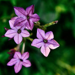Nicotiana 'perfume blue'-Angelo