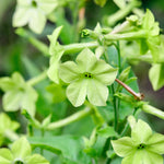 Nicotiana sanderae 'perfume antique lime'-Angelo