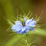 Nigella damascena 'miss jekyll skyblue'-Angelo