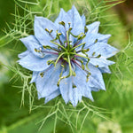 Nigella damascena 'miss jekyll skyblue'-Angelo