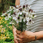 Nigella papillosa 'african bride'-Angelo
