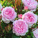 Struikroos 'Olivia Rose Austin'-Angelo