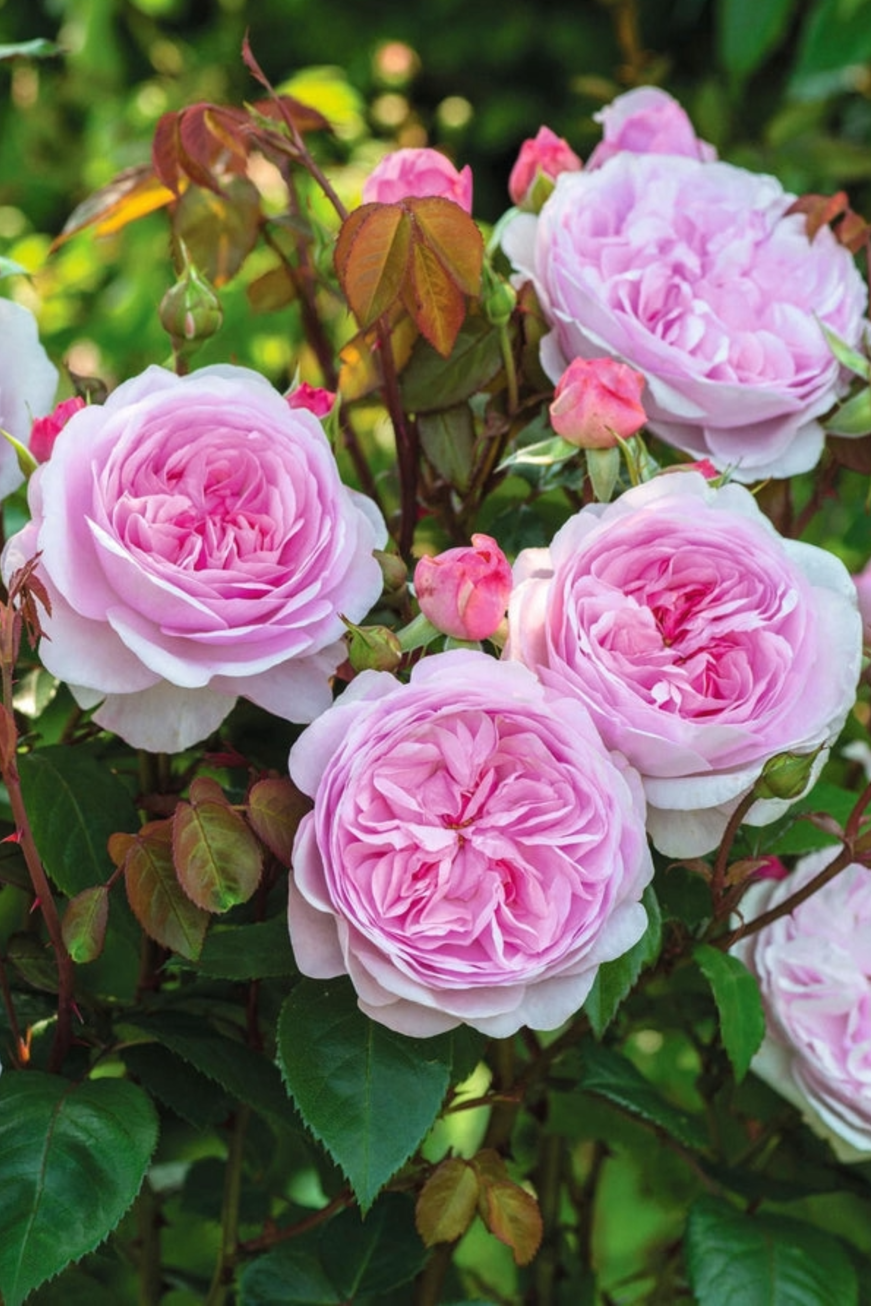 Struikroos 'Olivia Rose Austin'-Angelo