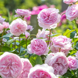 Struikroos 'Olivia Rose Austin'-Angelo