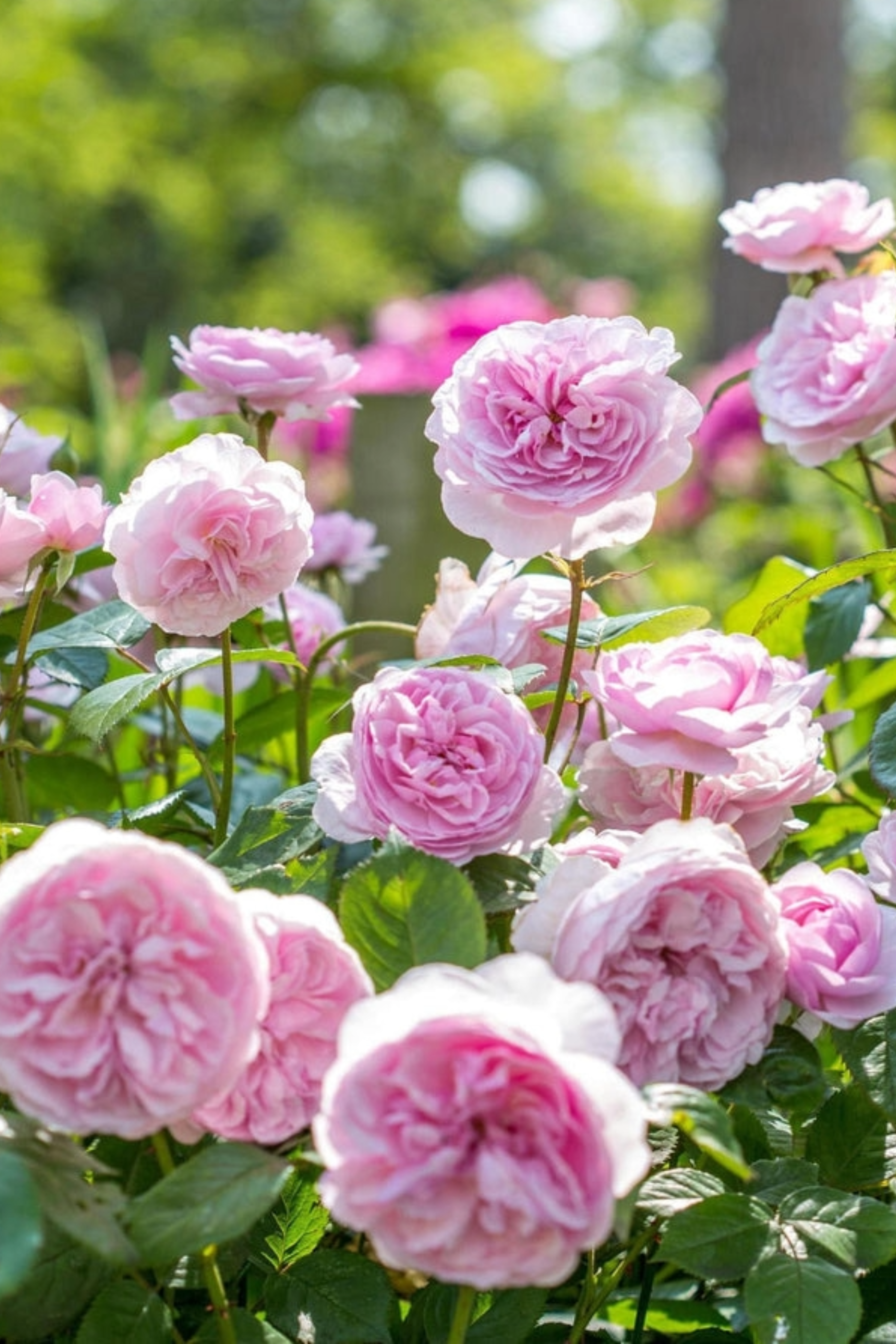 Struikroos 'Olivia Rose Austin'-Angelo