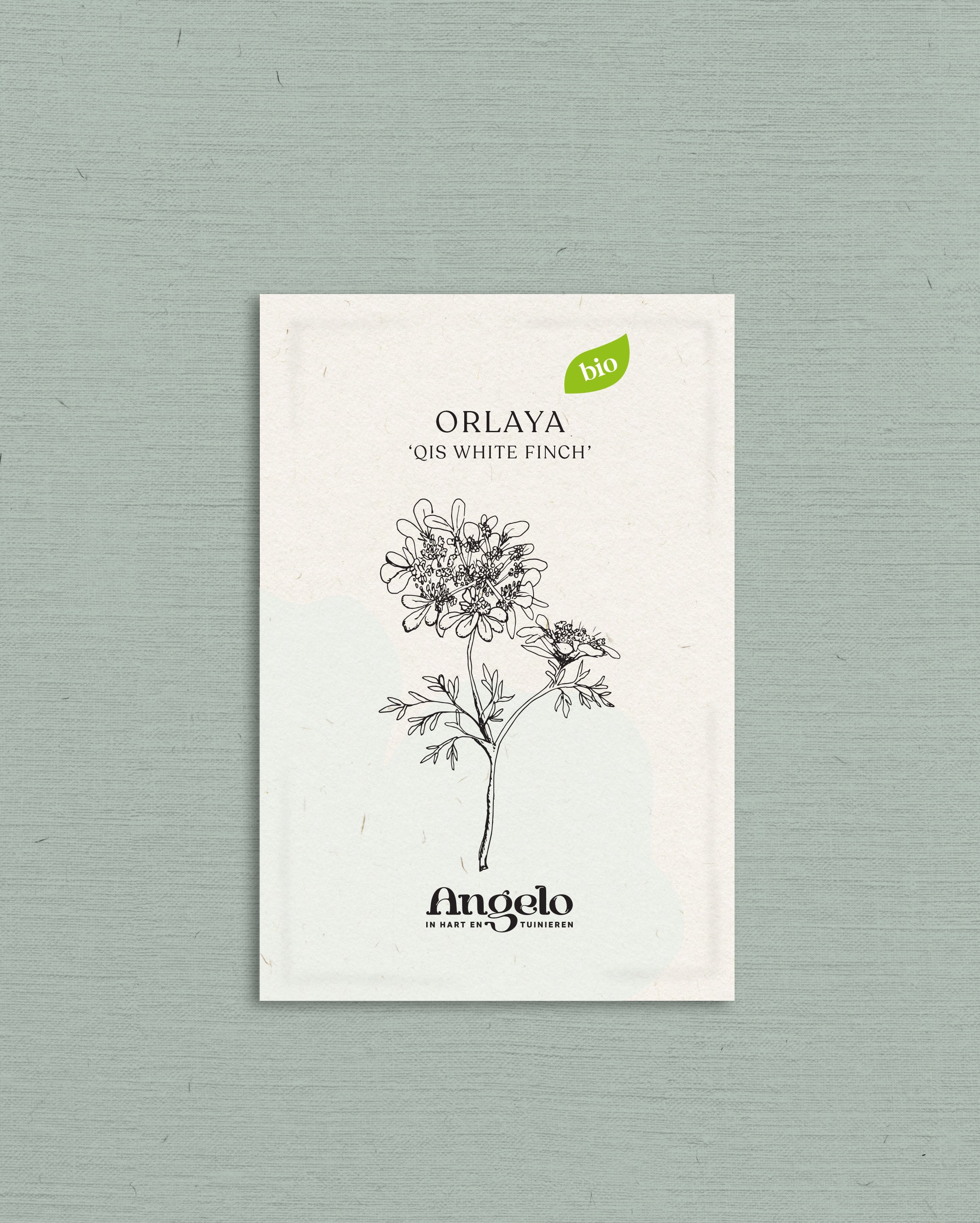 Orlaya grandiflora &