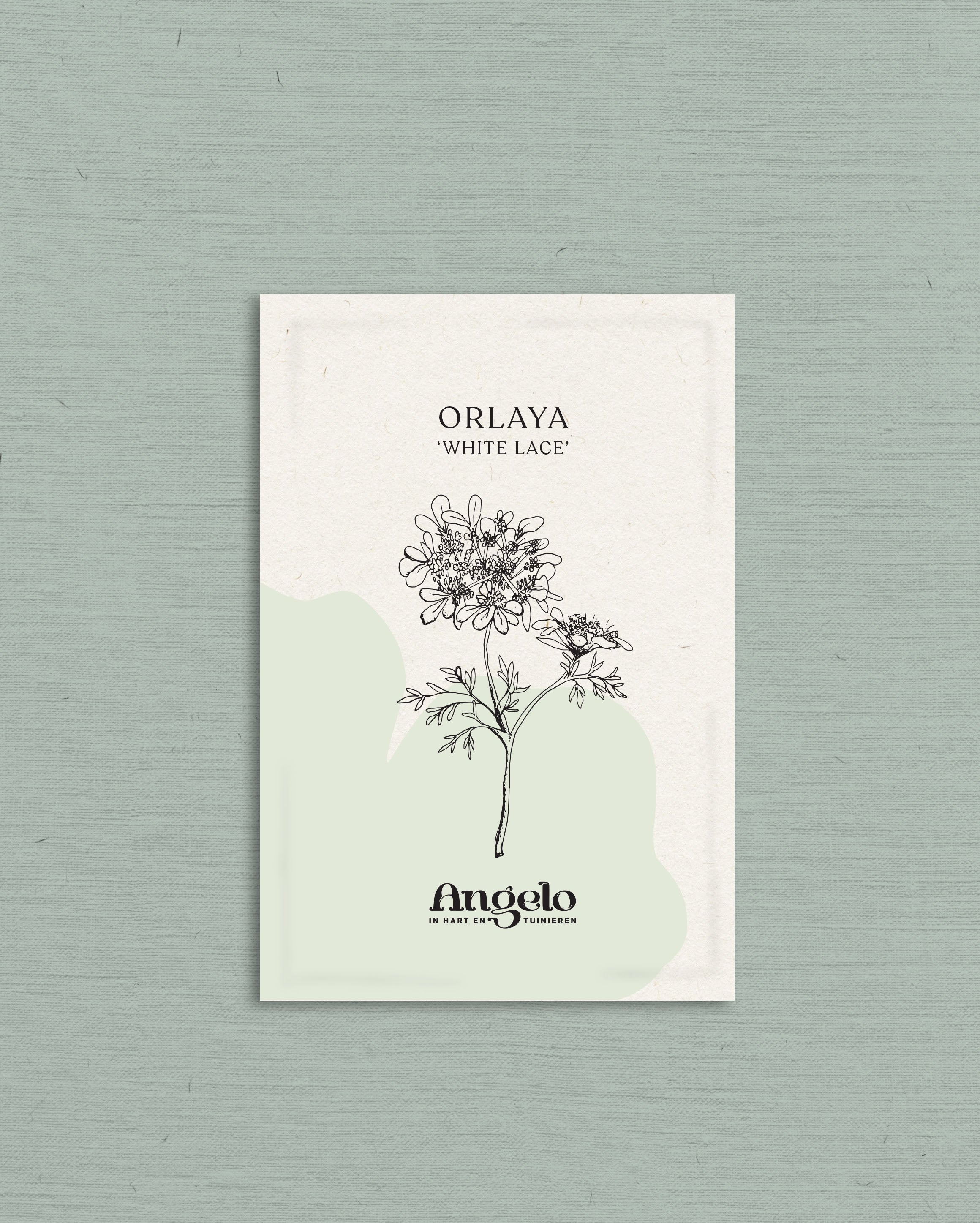Orlaya grandiflora &