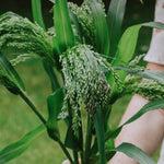 Panicum violaceum-Angelo