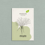 Panicum virgatum 'fontaine'-Angelo