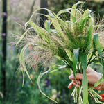 Panicum virgatum 'fontaine'-Angelo