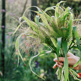 Panicum virgatum 'fontaine'-Angelo