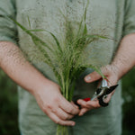 Panicum virgatum 'fontaine'-Angelo