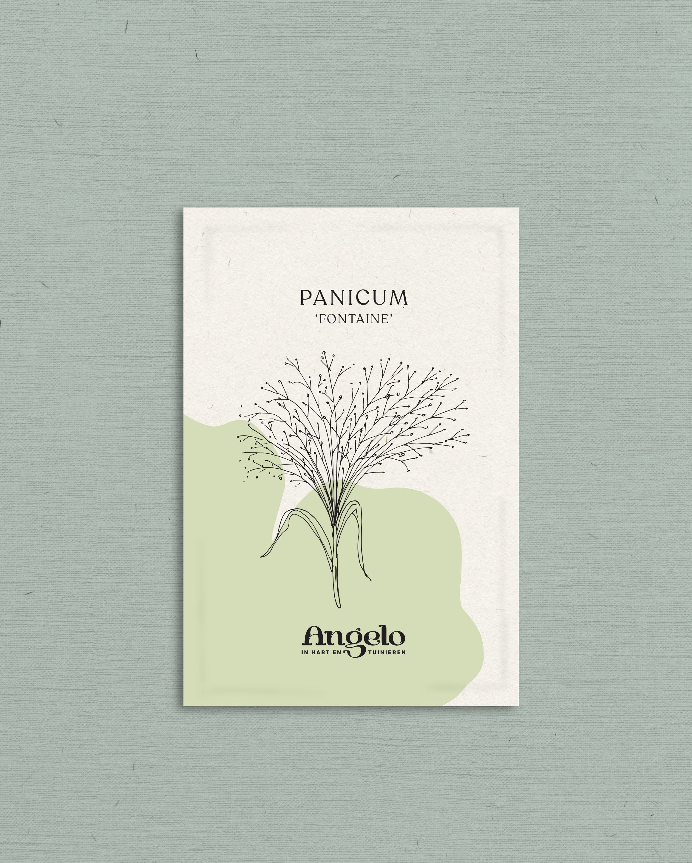 Panicum virgatum &