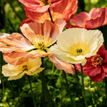 Papaver nudicaule 'spring fever mix'-Angelo