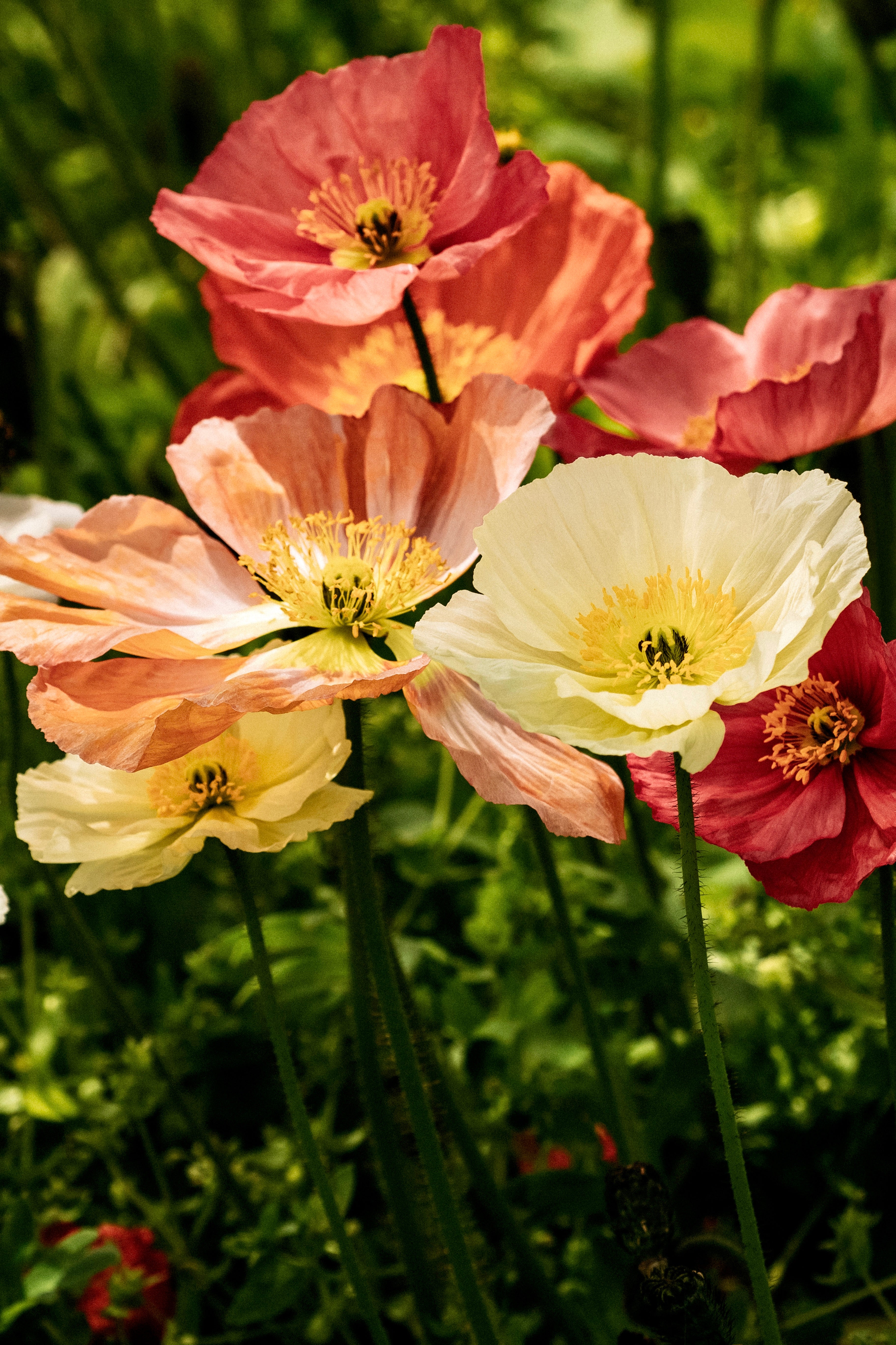 Papaver nudicaule 'spring fever mix'-Angelo