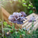 Papaver rhoeas 'Amazing Grey'-Angelo