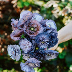 Papaver rhoeas 'Amazing Grey'-Angelo