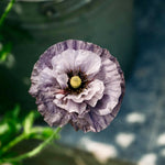 Papaver rhoeas 'Amazing Grey'-Angelo