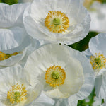 Papaver rhoeas 'Bridal Silk'-Angelo