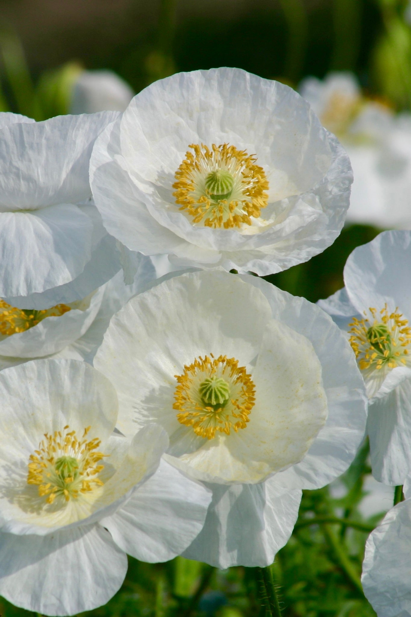Papaver rhoeas 'Bridal Silk'-Angelo