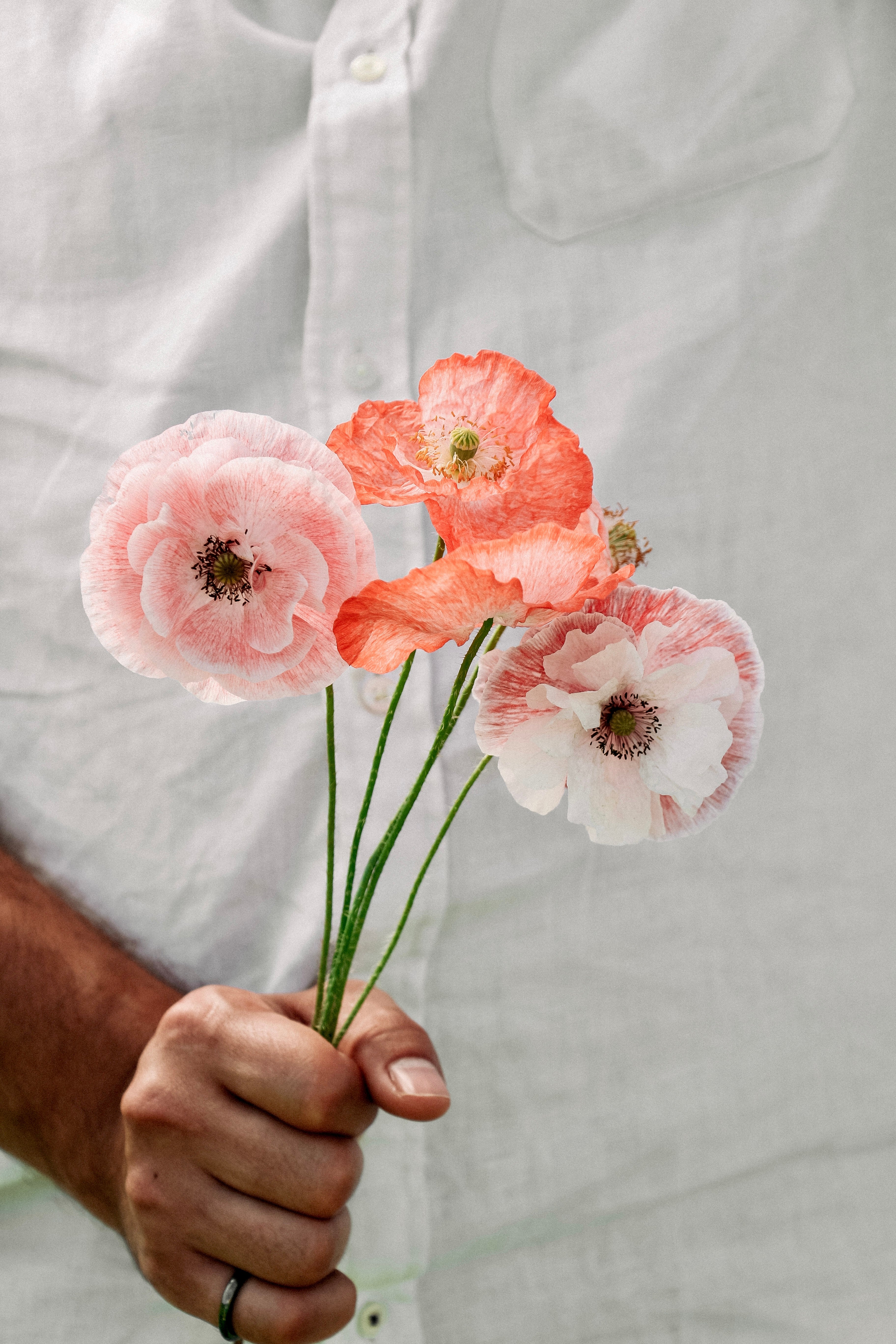 Papaver rhoeas &