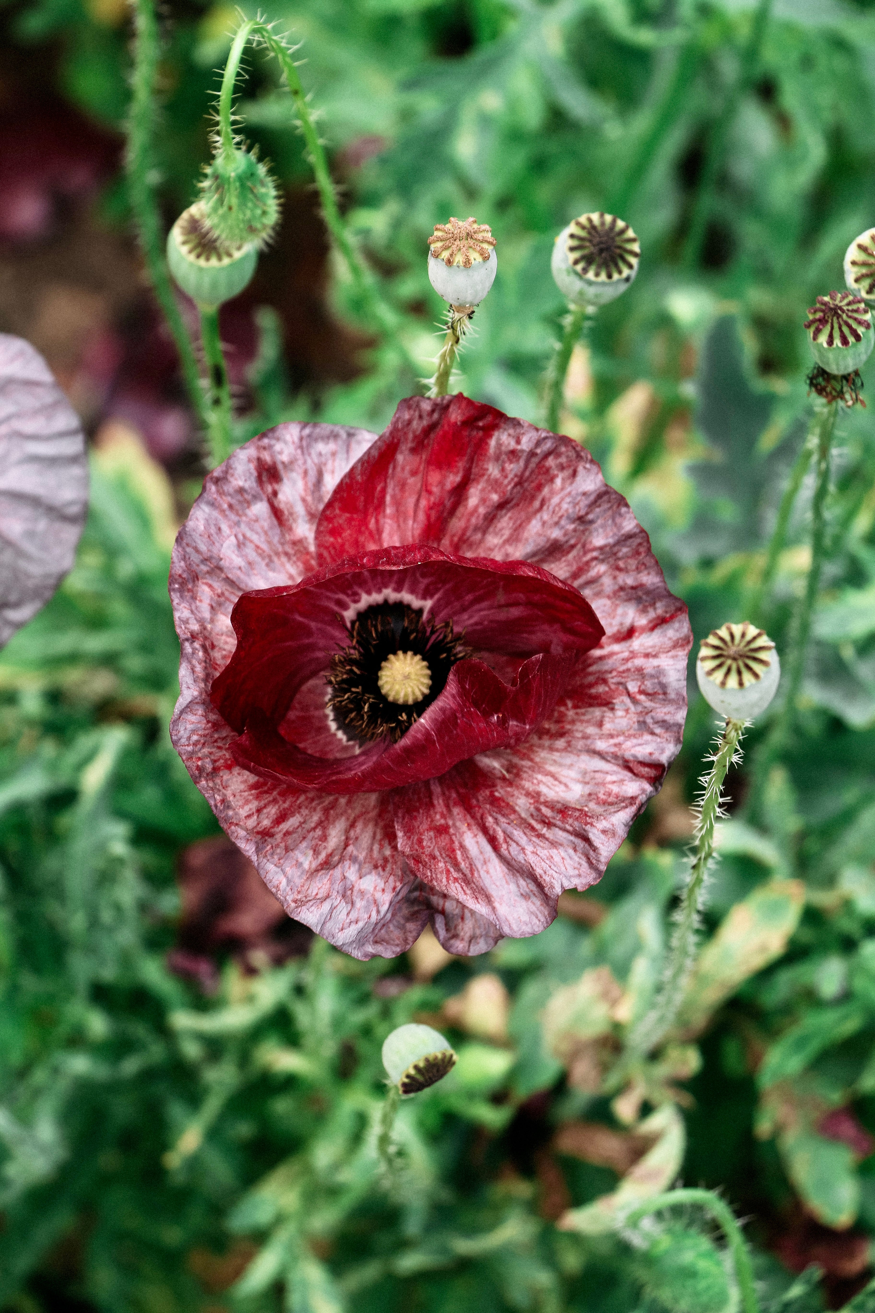 Papaver rhoeas 'pandora'-Angelo