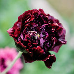 Papaver somniferum 'Black Peony'-Angelo