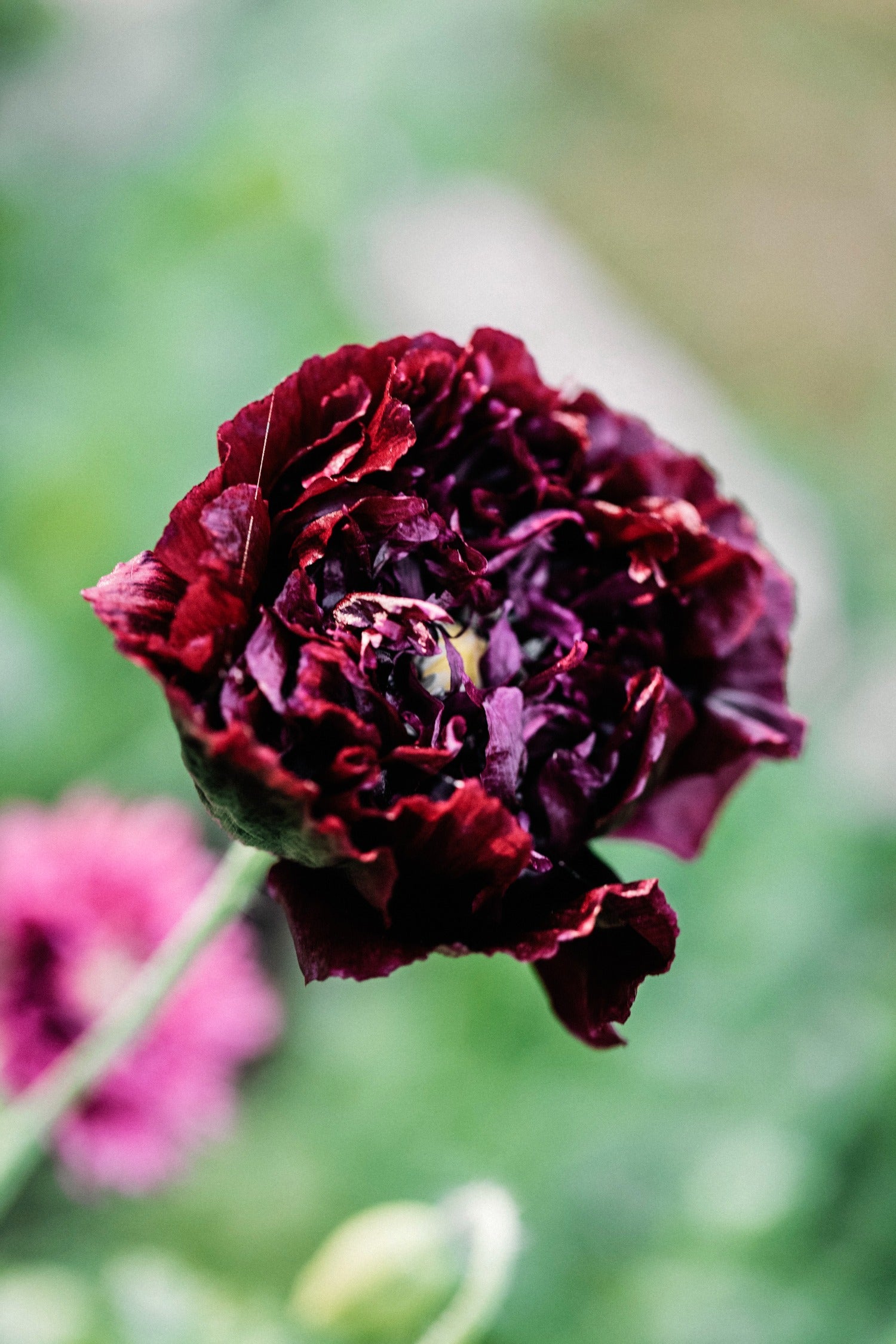 Papaver somniferum 'Black Peony'-Angelo