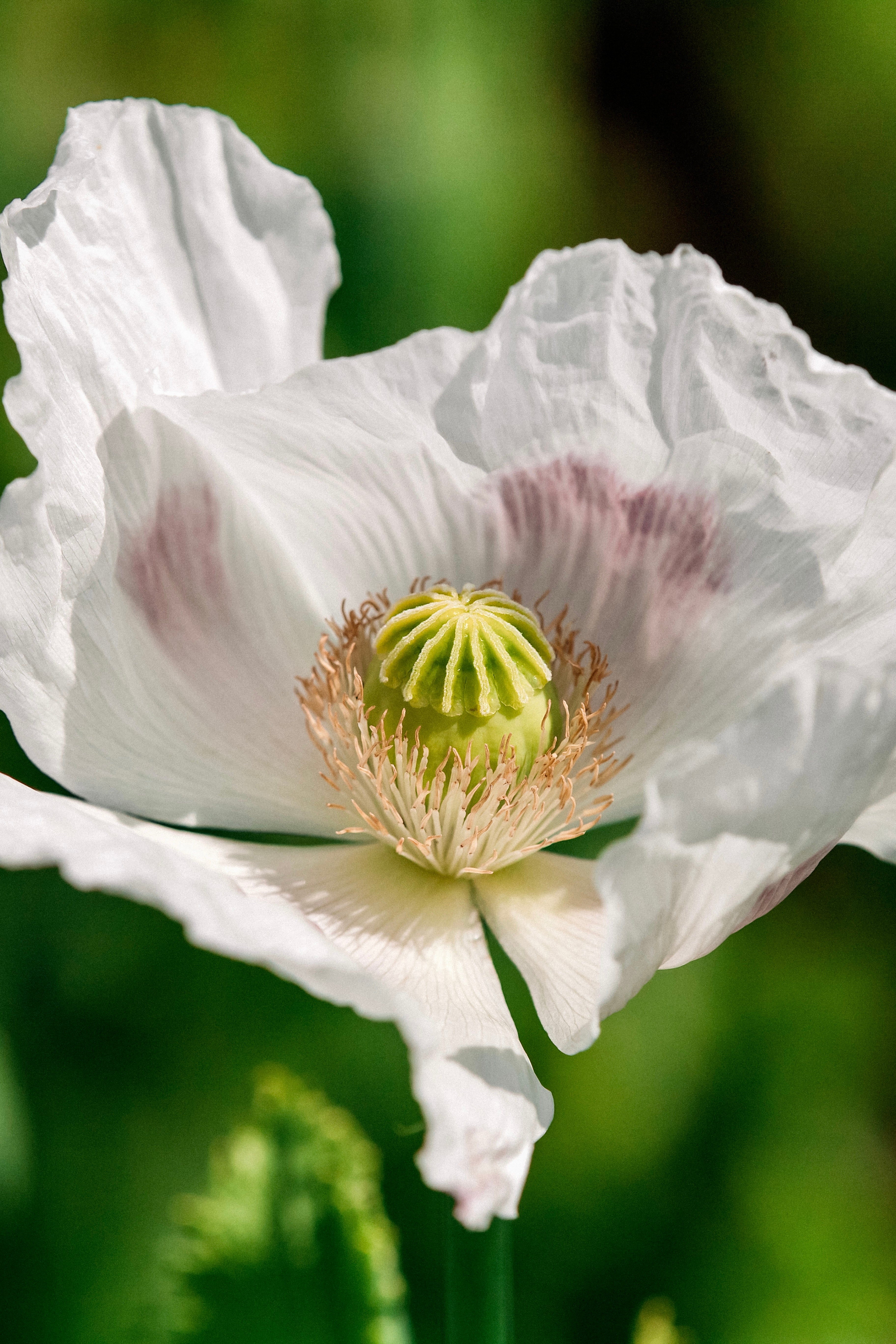 Papaver somniferum &