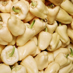 Paprika 'White Bell'-Angelo