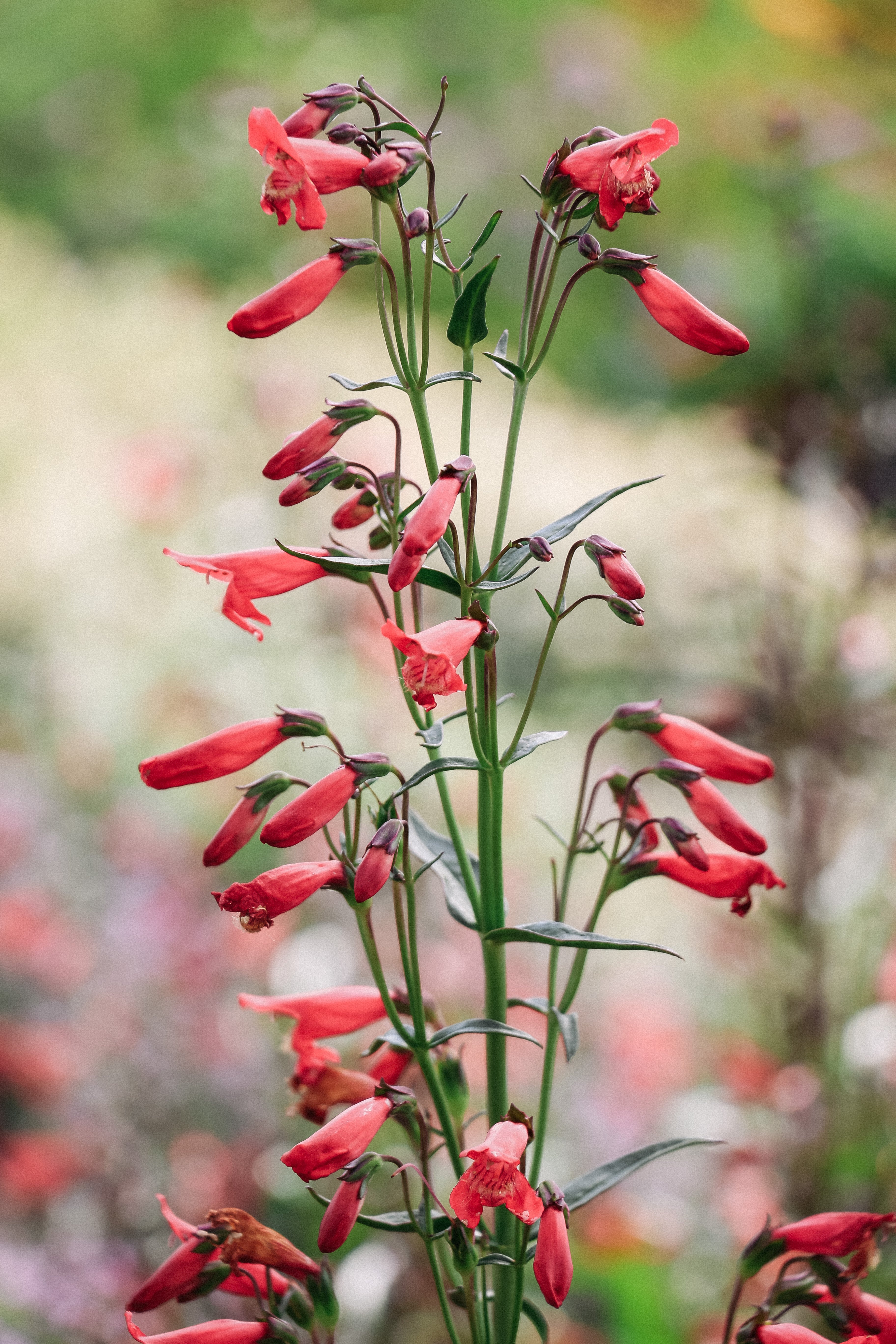 Penstemon barbatus 'Twizzle Coral'-Angelo