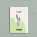 Phalaris canariensis-Angelo