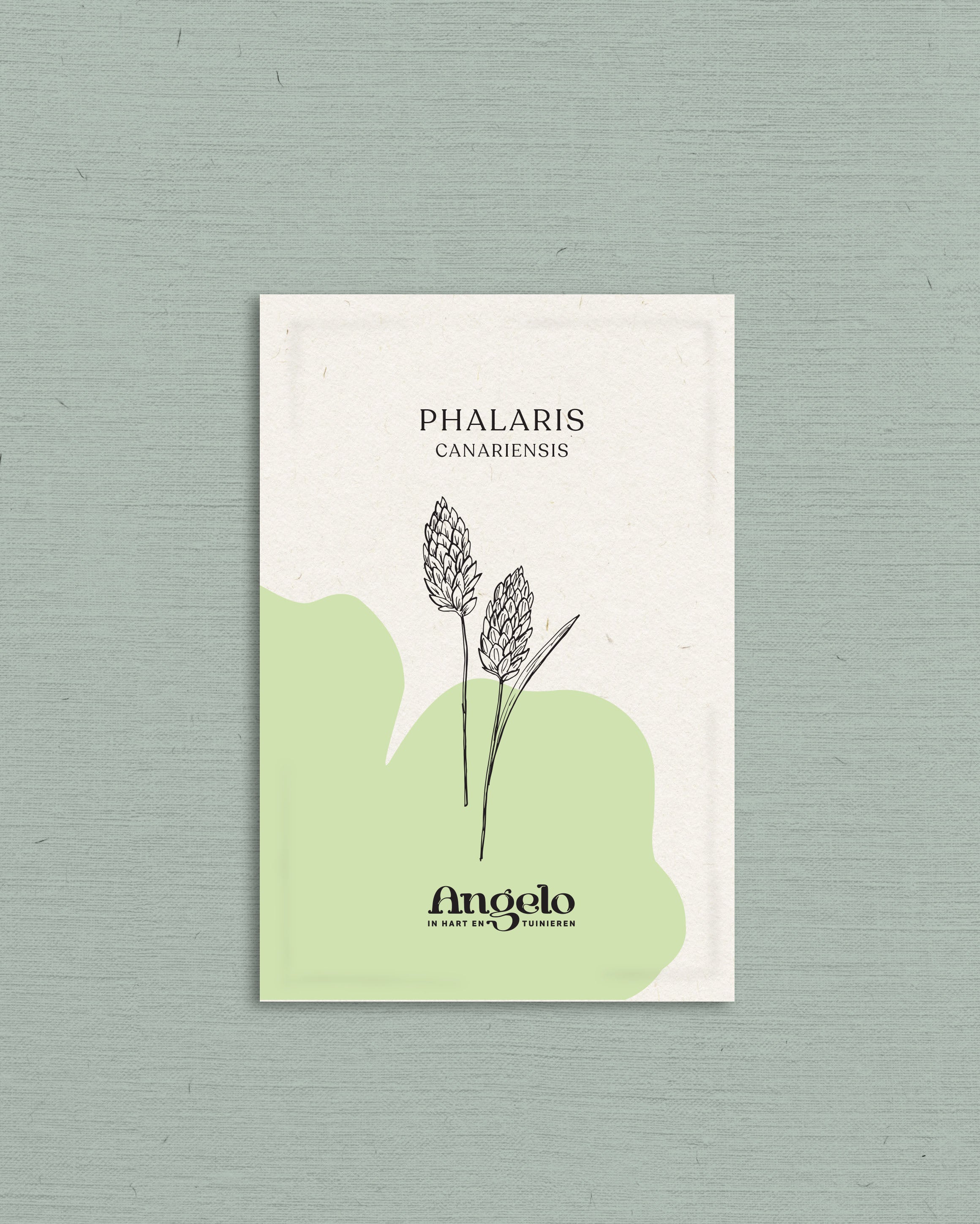 Phalaris canariensis-Angelo