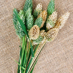 Phalaris canariensis-Angelo