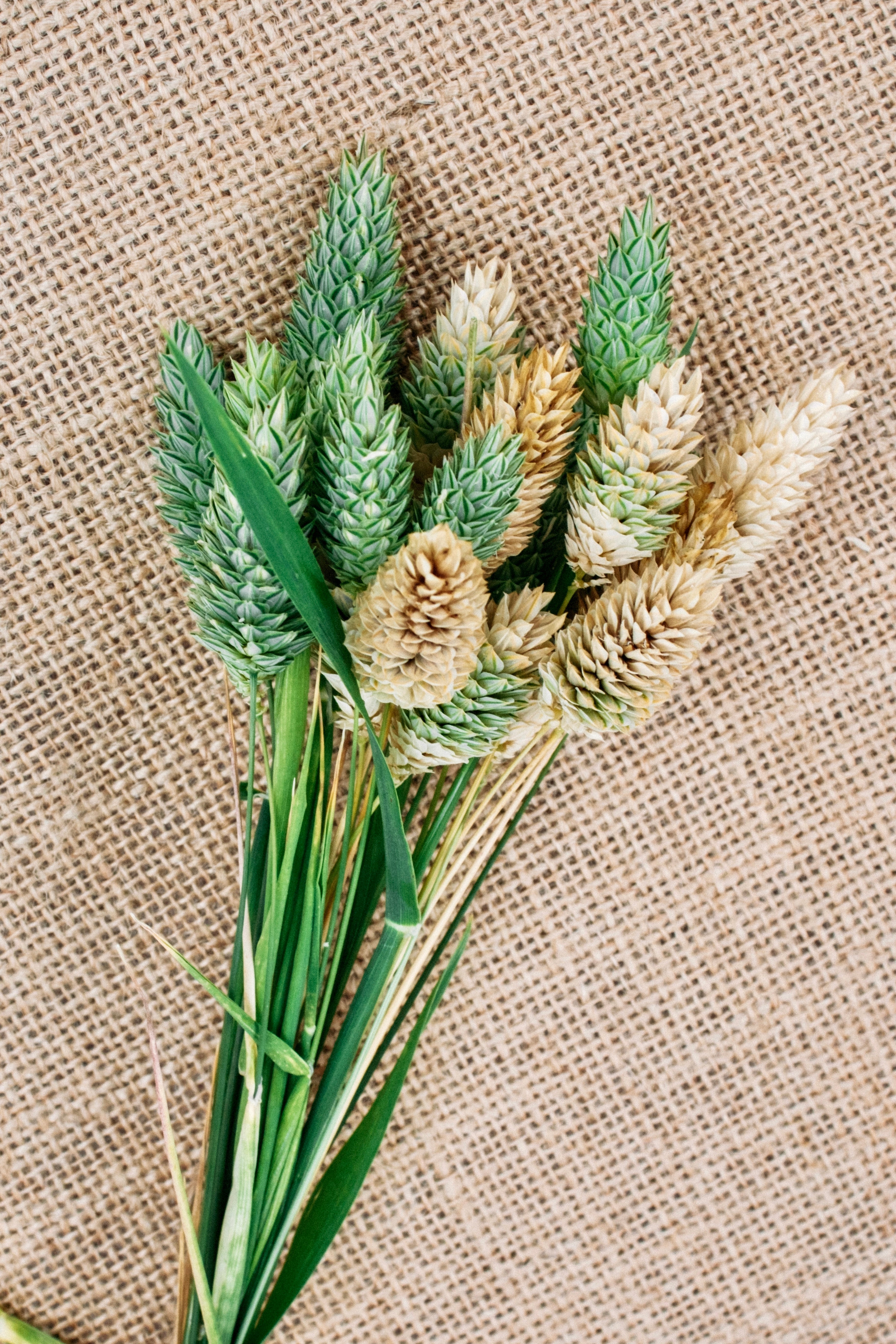 Phalaris canariensis-Angelo