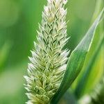 Phalaris canariensis-Angelo