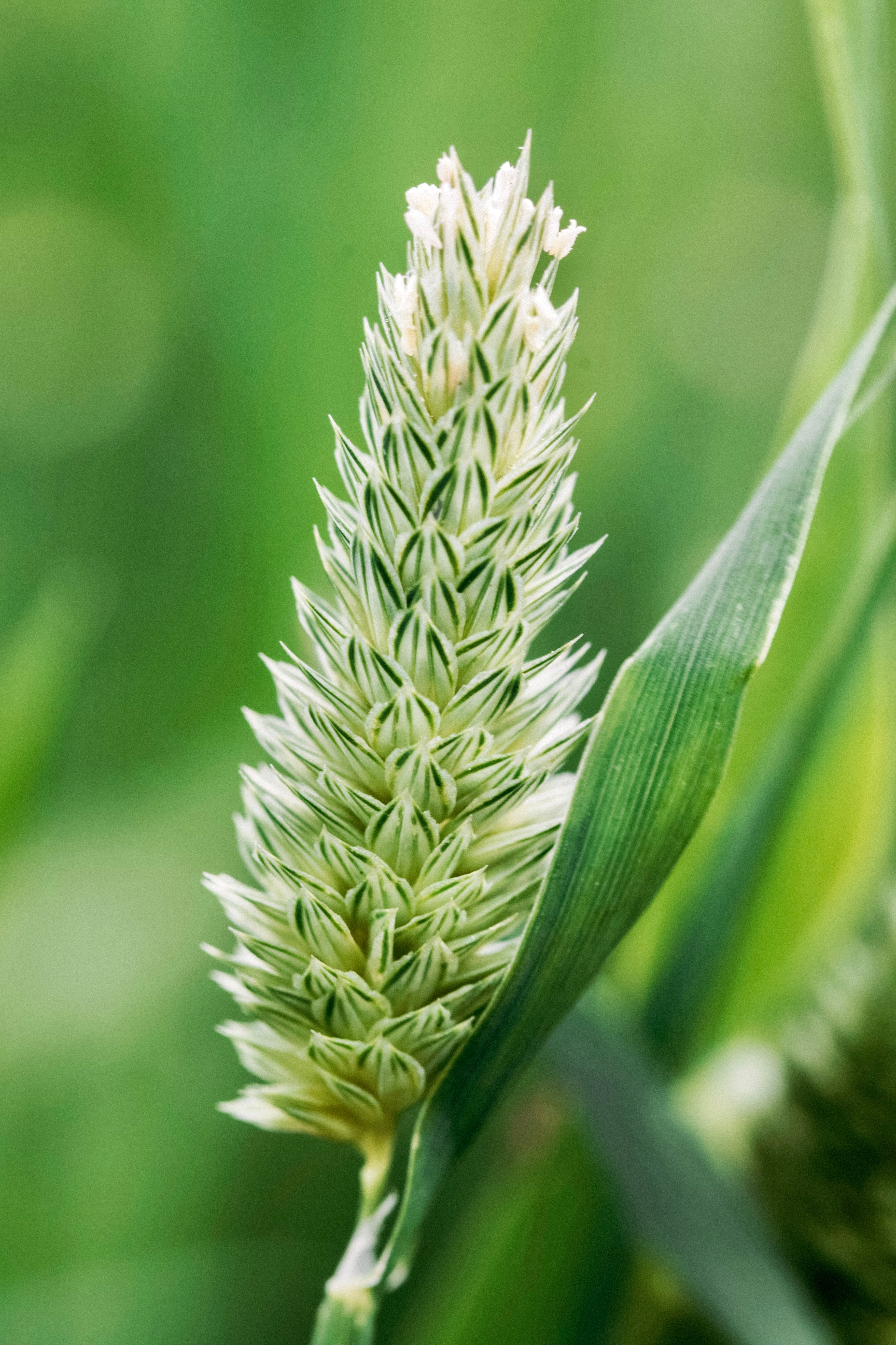 Phalaris canariensis-Angelo