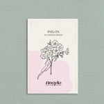 Phlox drummondii 'Blushing Bride'-Angelo