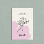 PHLOX drummondii 'Cherry Caramel'-Angelo