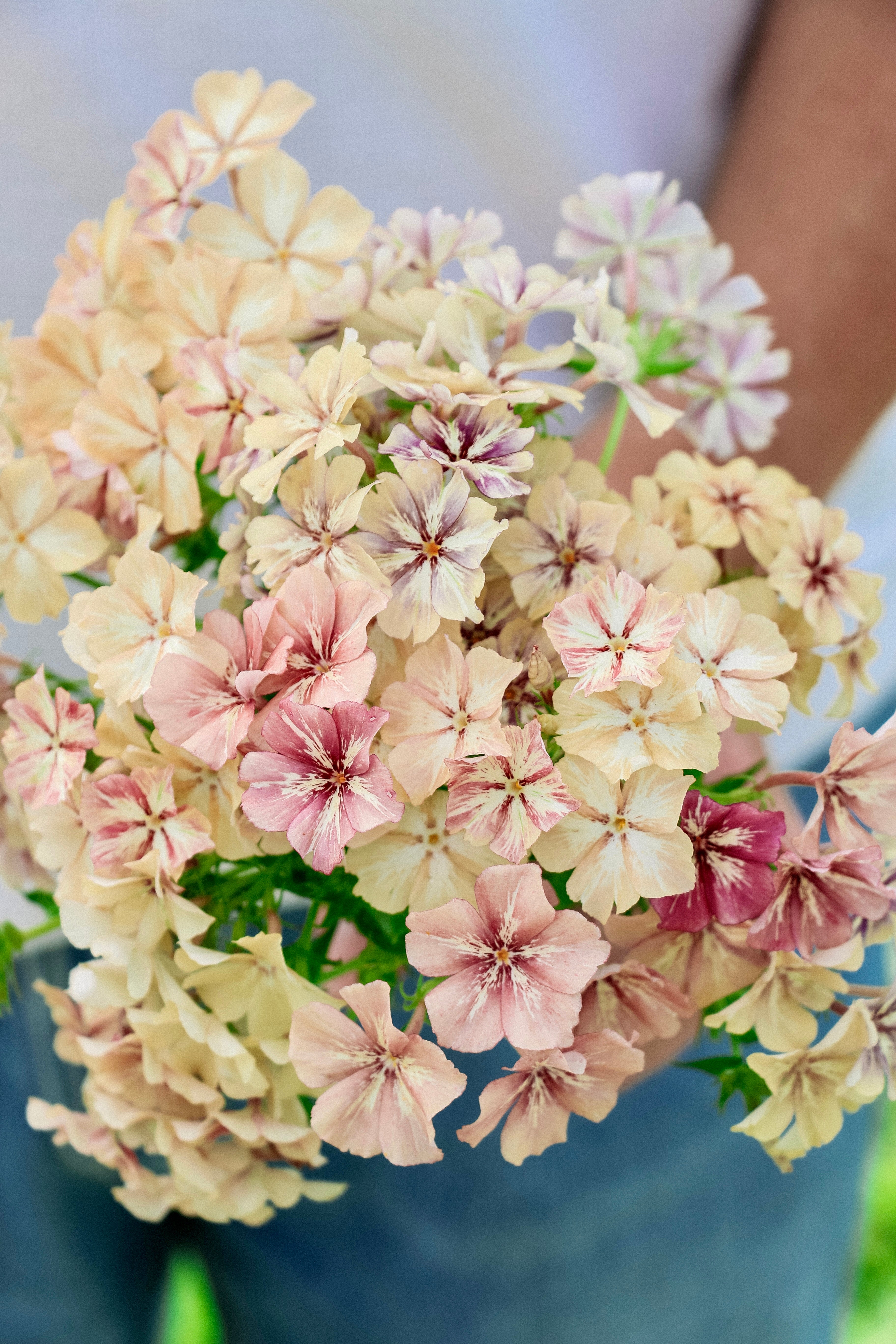 Phlox drummondii &