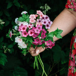 Phlox drummondii grandiflora 'tapestry mixture'-Angelo
