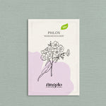 Phlox drummondii 'Märchenzauber'-Angelo
